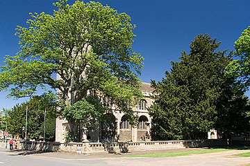 thorney hides like a disfigured bride